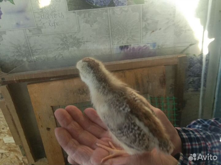 Цыпок помесных