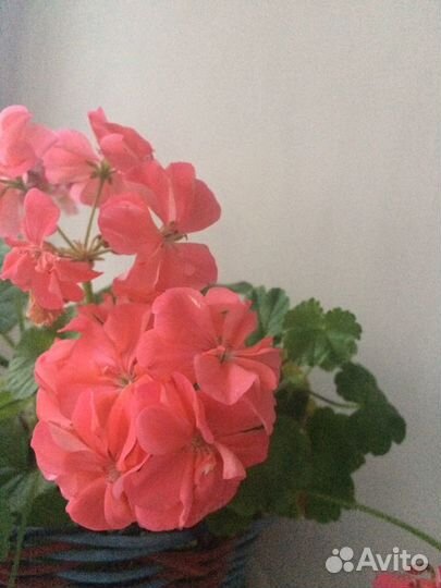 Пеларгония герань