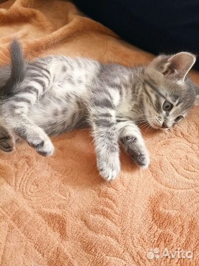 Котята в добрые руки на счастье в дар