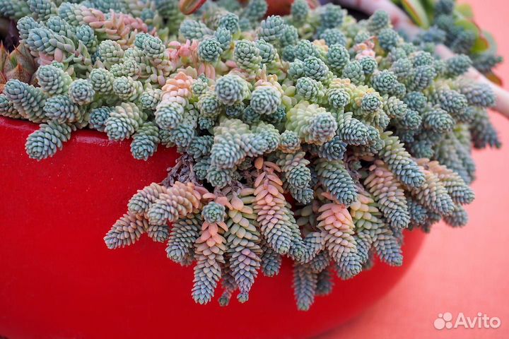 Набор суккулентов седумы, крассулы, эчеверии 15 шт