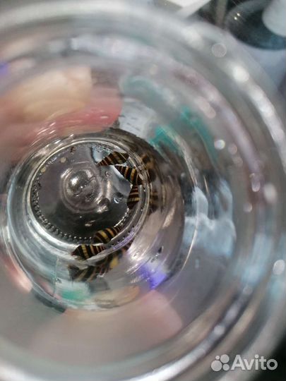 Улитка хелена