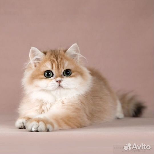 Золотые британские длинношёрстные шиншиллы