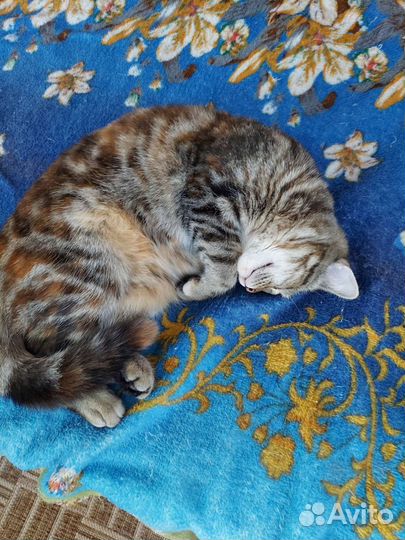 Кошки породистые бесплатно