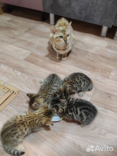 Бенгальские котята