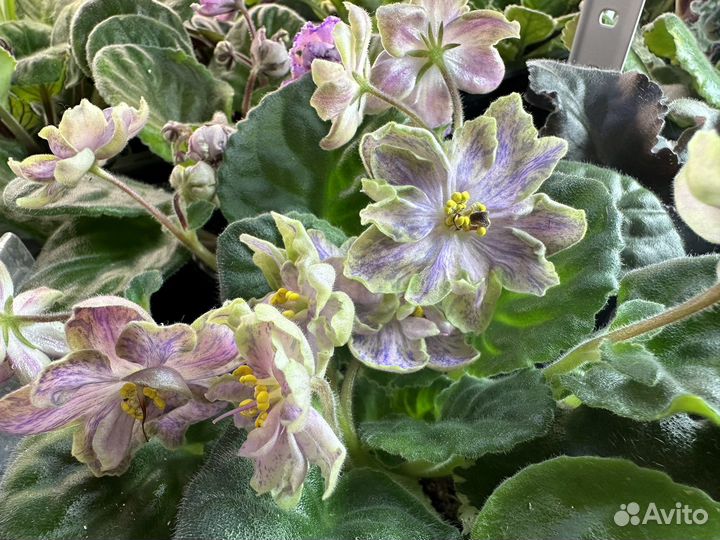 Комнатные растения цветы