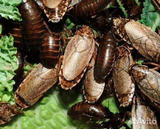 Сверчки, тараканы, бражник, саранча, мучной червь