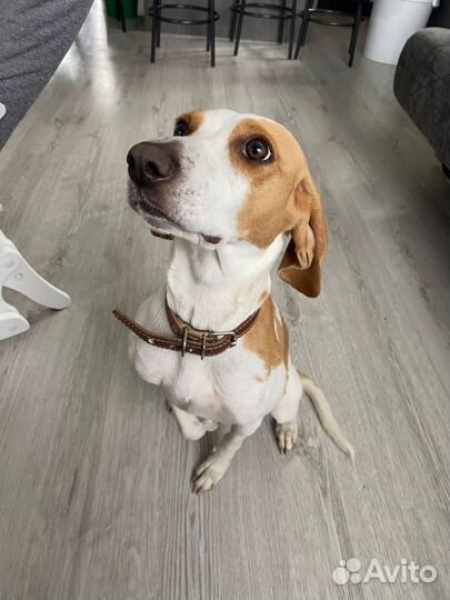 Бигль в добрые руки