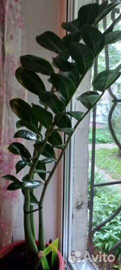 Замиокулькас цветок взрослый