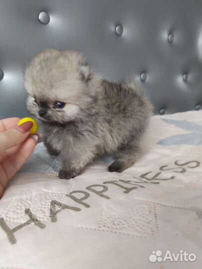 Щенки померанского шпица медвежьего типа