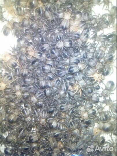 Пауки-птицееды разных видов,малыши и подростки