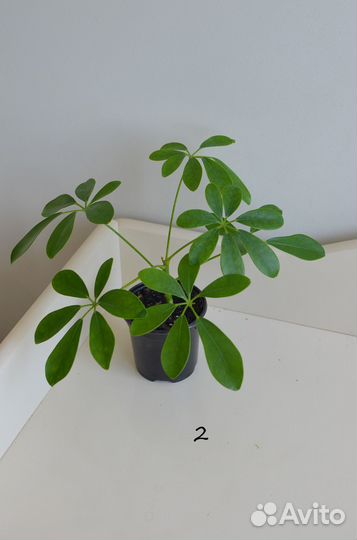 Комнатные цветы Шеффлера Арборикола