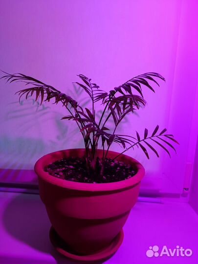 Хамедорея Фикус