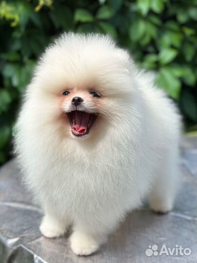 Померанский шпиц белый