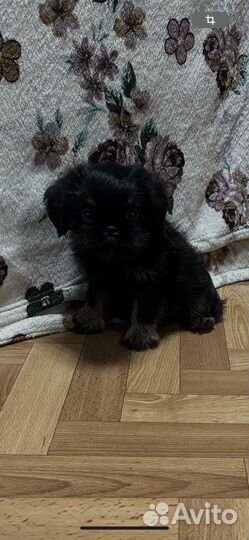 Бельгийский грифон