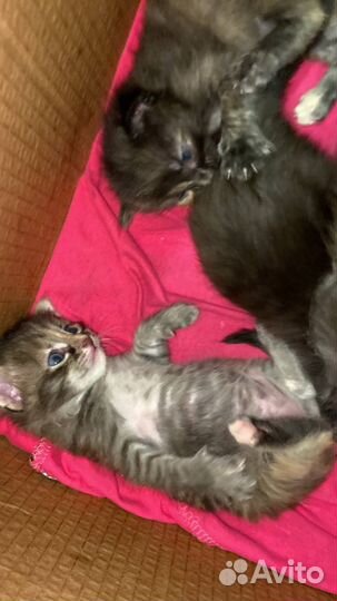 Отдам в добрые руки