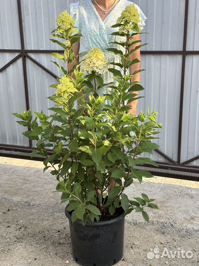 Гортензия Лаймлайт