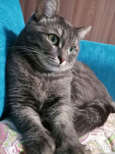 Кошка ищет дом