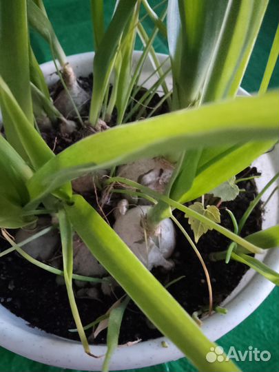 Индийский лук лечебный