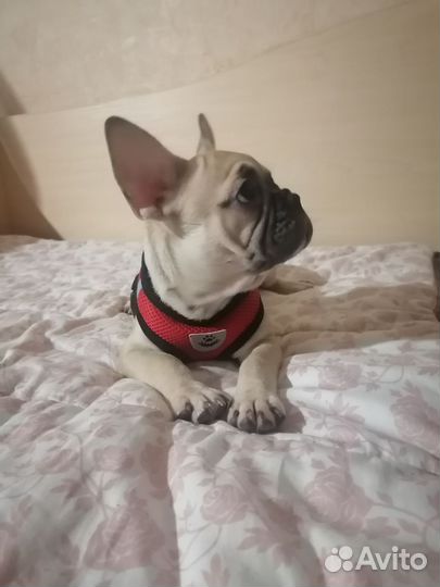 Французский бульдог
