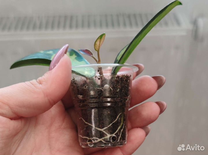 Хойя аустралис лиза