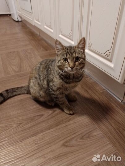 Кошка