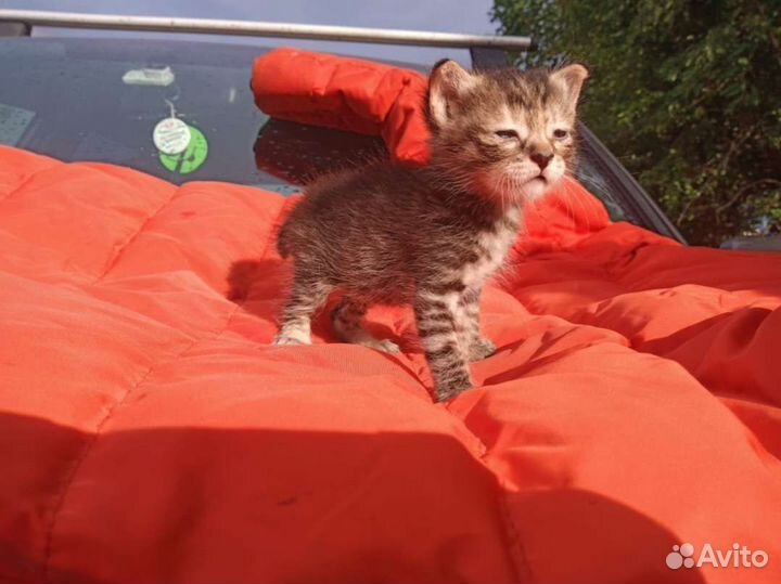 Котята полосатики