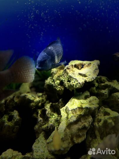 Трофеус звездчатый