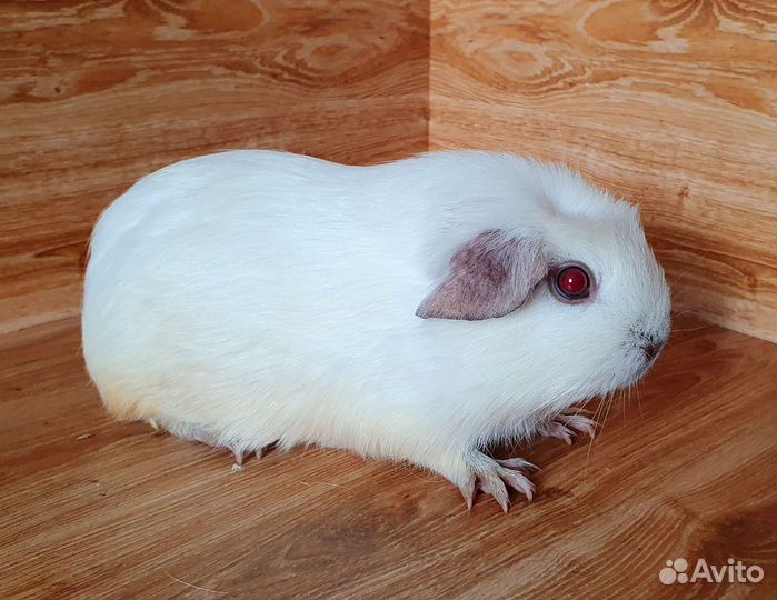 Морская свинка. Девочка