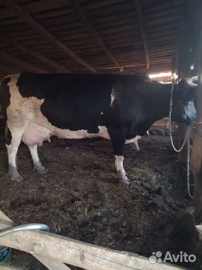 Коровы молочные