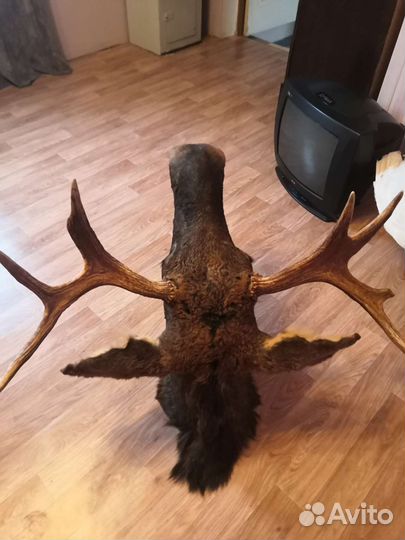 Чучело головы лося