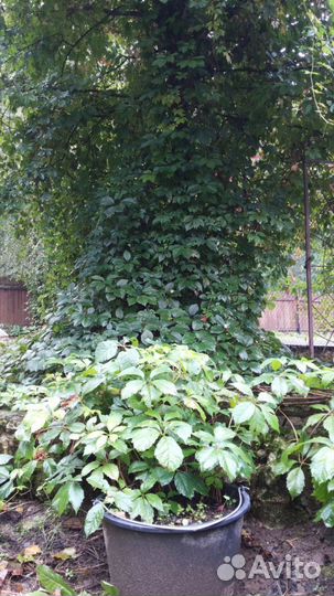 Виноград девичий пятилисточковый