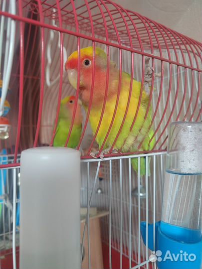 Попугай неразлучники