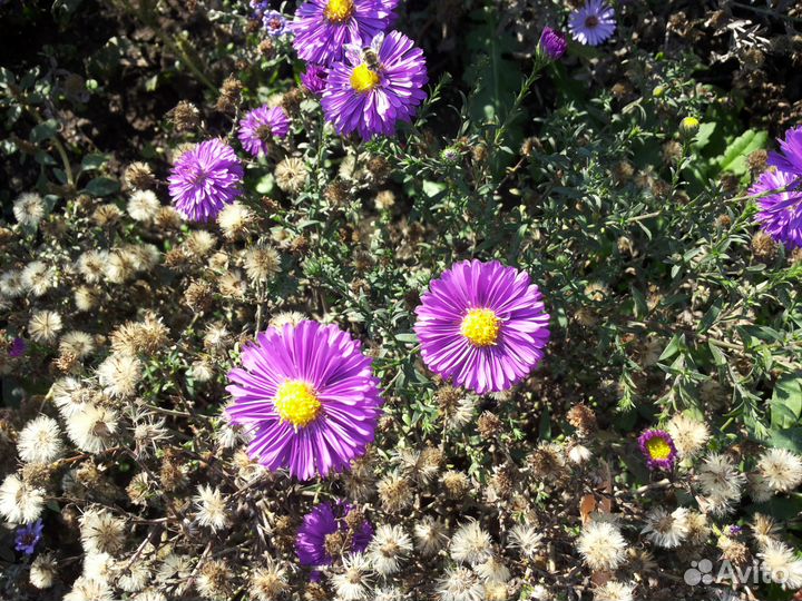 Астра кустовая