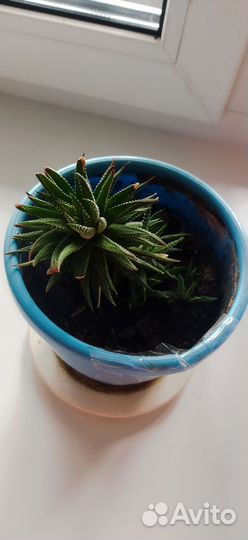 Кактусы и суккуленты