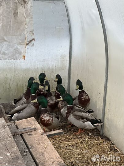 Селезень дикой утки