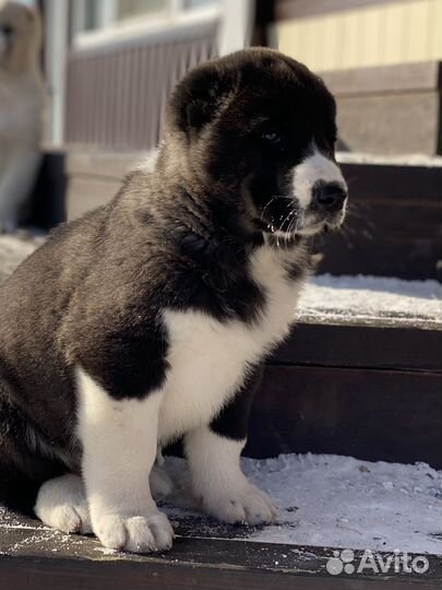 Среднеазиатская овчарка девочка