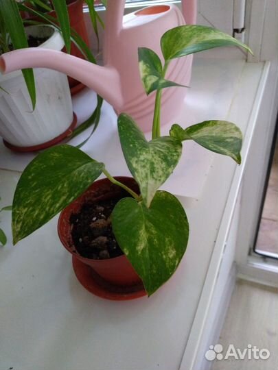 Сциндапсус