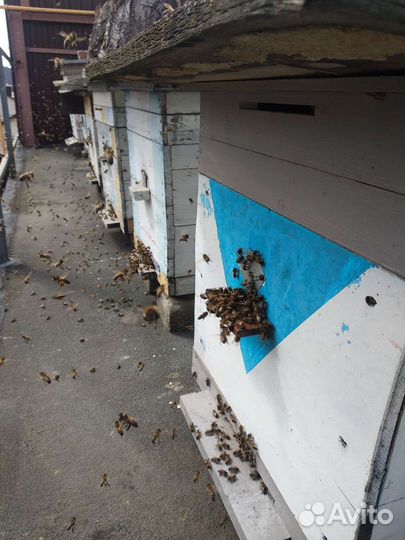 Пчелопакеты и пчелосемьи