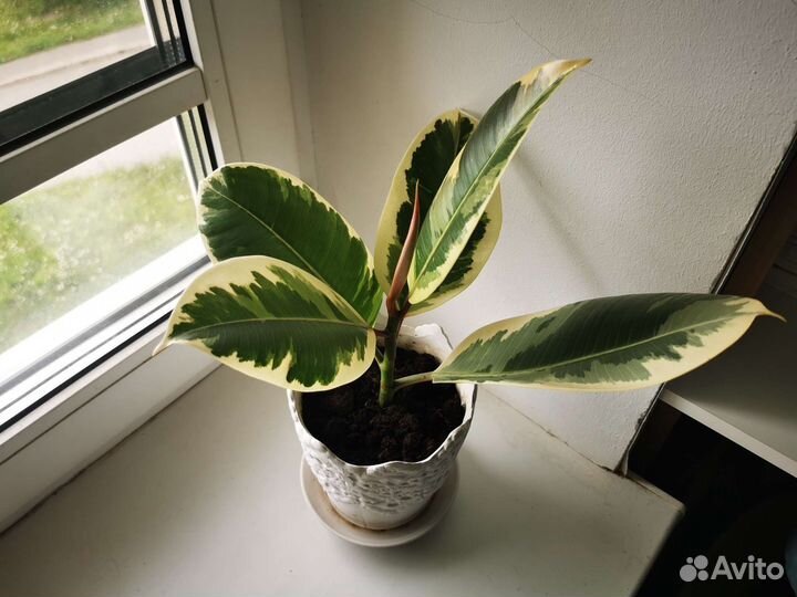 Фикус эластика тинеке