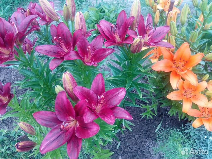 Лилии. Лилейники сортовые