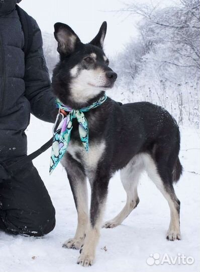 Джоник пёс из приюта