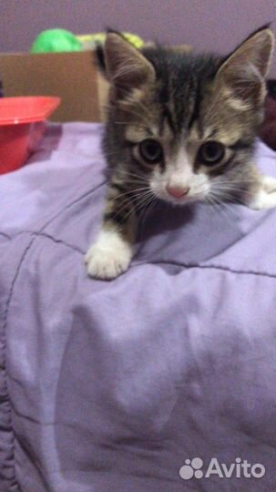 Котятки в добрые руки