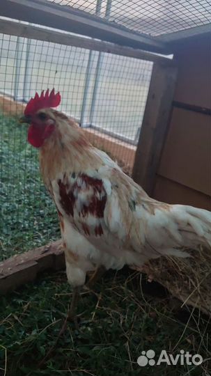 Молодые петухи