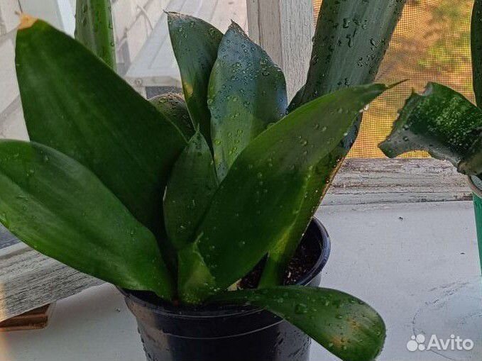 Сансевиерия