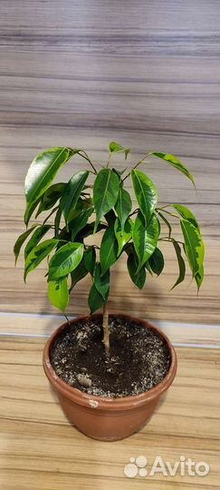 Фикус Бенджамина