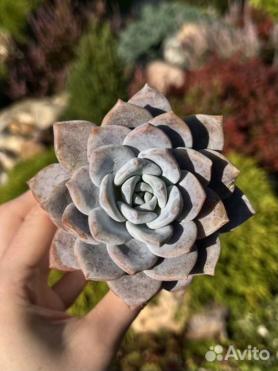 Суккуленты часть 3