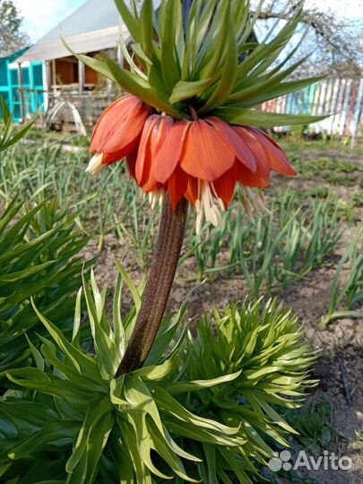 Цветы для сада