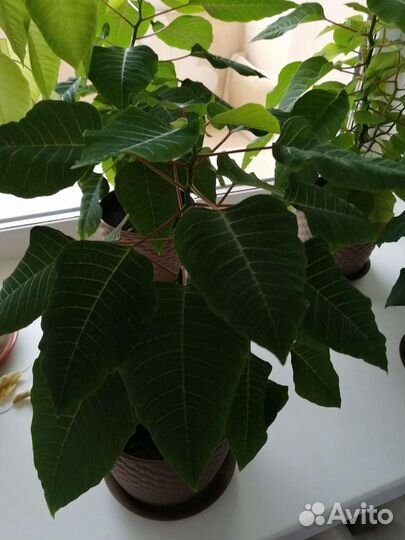 Пуансетия(рождественское дерево) отросток