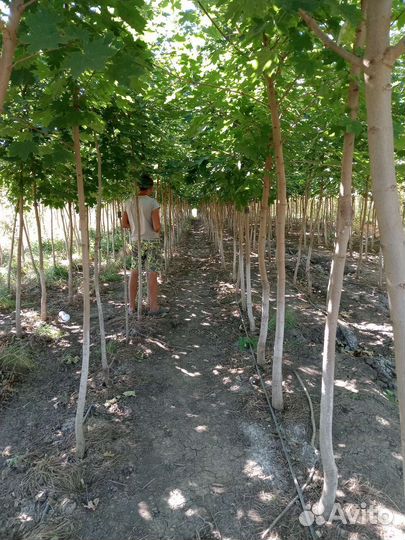 Липа крупномер крупнолистная вайлочная европейская