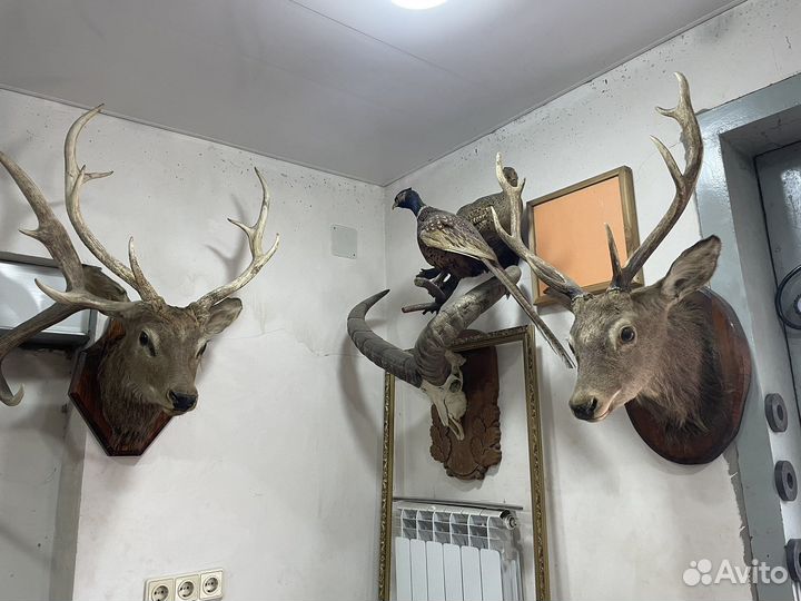 Чучело разных животных